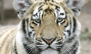 호랑이도 코로나19 감염…세계 첫 사례  