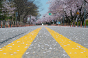 [포토에세이] 벚꽃 만개에도 발길 끊긴 도로