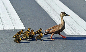 도심 횡단보도 건너는 흰뺨검둥오리 가족