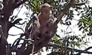 인도 원숭이, 코로나19 환자 혈액샘플 강탈