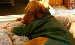 45m 절벽서 추락한 반려견 ‘기적의 생환’