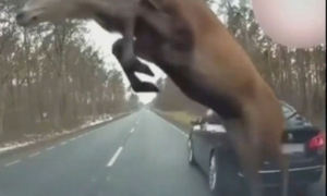 달리던 차량에 돌진한 사슴떼… 운전자 십년감수