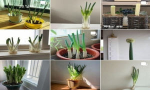 '금값' 된 대파…집에서 키워 먹는 '파테크' 인기