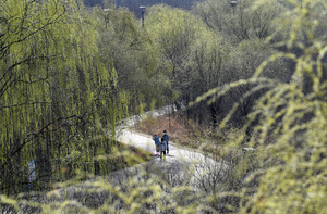 물오른 버들가지…어김없이 봄이다