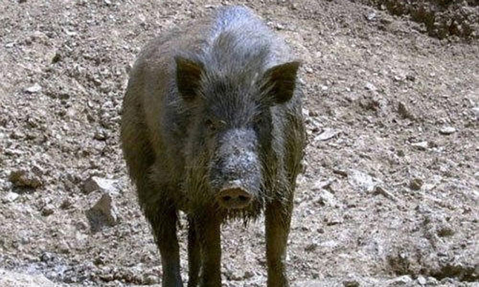 단양서 ASF 감염 멧돼지 폐사체 5마리 또 발견