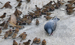 한겨울 참새와 비둘기의 공생 