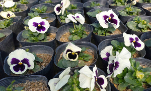 알록달록 화사한 꽃… 새 희망 피우다