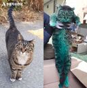 “하얀 털 부분 골라 칠한 듯 정교하게...” ‘염색 테러’ 당한 길고양이 ‘비누’