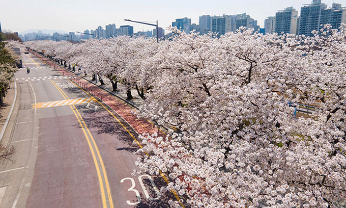 서울 벚꽃 개화 시기 2022