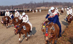 북한 경마장에서는 '말 대신 소'가 달린다