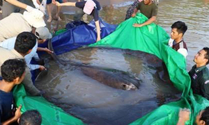 캄보디아서 '세계 최대' 민물고기 발견