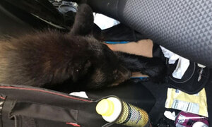 음식 찾아 차에 들어간 흑곰, 폭염에 질식사