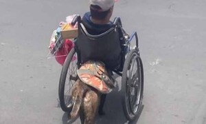 팔다리 불편한 주인 대신 휠체어 민 반려견