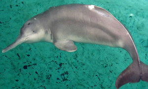 ‘양쯔강 여신’ 흰돌고래 바이지 멸종