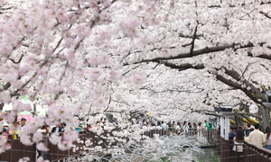 이미 활짝 핀 벚꽃…4년 만에 열리는 봄꽃축제 어쩌나