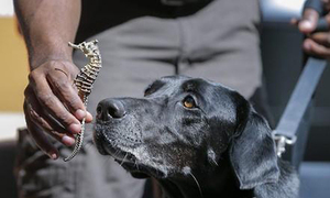 이송 중이던 美 경찰견들 에어컨 고장나 떼죽음