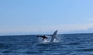 물개 쫓던 거대 백상어…카약 들이받아