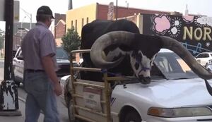 승용차 조수석에 황소…美 고속도로 달리다 검거