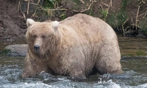 美 알래스카 '뚱보 곰 주간' 우승곰은?