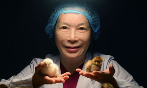 찰나의 감촉으로 감별…'미다스 손' 병아리 대모