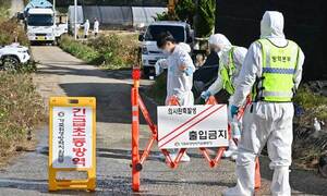 소 럼피스킨병 이틀 새 4건 확진… 축산농가 비상