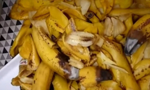 곰팡이 바나나 주고… "익어야 맛있다"는 비위생 유치원