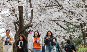 늦어진 벚꽃 개화…봄꽃축제 교통통제 연장