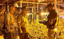 경찰도 놀란 칠레의 대형 실내 대마 농장…운영자는 중국인