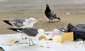 갈매기 잔치하고 치킨뼈 떠다니는 한강공원 ‘쓰레기 대환장파티’