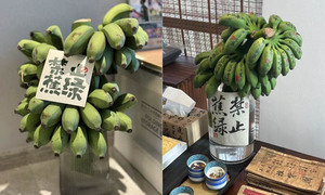"걱정 벗겨내려고"…중국서 '녹색 바나나' 키우기 열풍