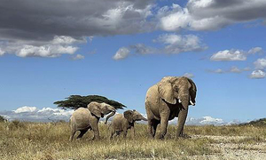 코끼리도 이름 있다…"서로 이름 불러 의사소통"