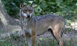 프랑스 동물원서 30대 女 늑대에 물려 중태
