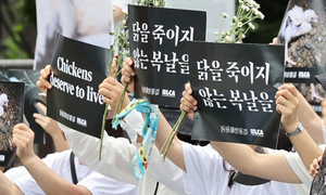 초복 달구는 '닭고기 식용' 논쟁