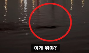 밤낚시 중 포착된 미스터리 생명체…'한강 괴물 소동'