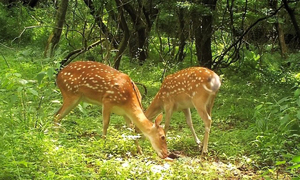 너무 많은 제주 꽃사슴, 유해동물 지정