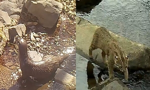 카메라에 다 찍혔다…무등산에 ‘멸종위기 3총사’가 산다