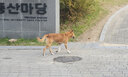 서울대에 들개떼 잇따라 출몰…학생들 불편·불안 확산