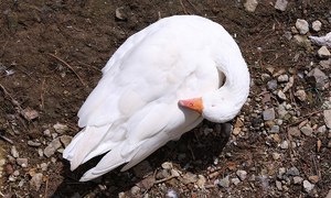 따뜻한 가을 햇살 덮고… 낮잠 만끽하는 거위