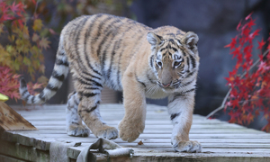 아기호랑이 '설호'의 첫 인사
