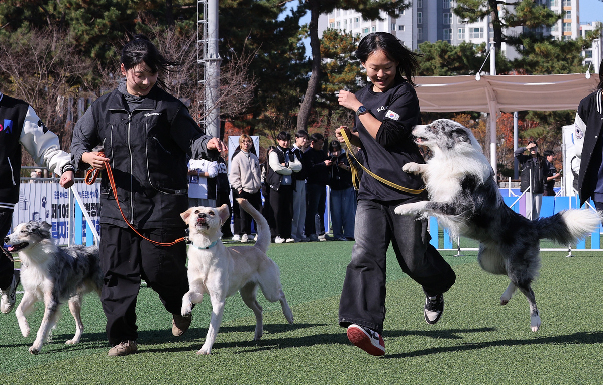 '킁킁히어로' 탐지견 경진대회 [한강로 사진관]