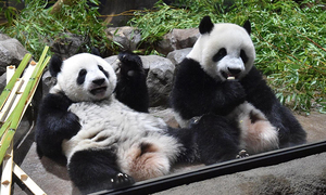 “판다 보러 중국 가야 해?”… 중·일 갈등에 커지는 日 ‘제로 판다’ 우려