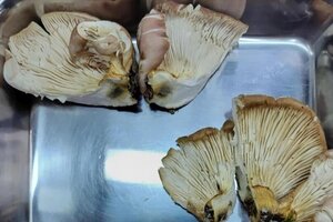 “먹어도 된다며!”…AI 믿고 독버섯 먹었다가 ‘죽을 뻔’