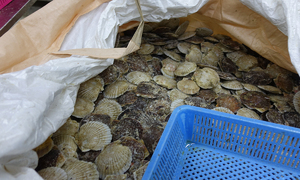 "태국산 가리비 아니었어?"…일본산 수산물 26t '원산지 둔갑' 적발