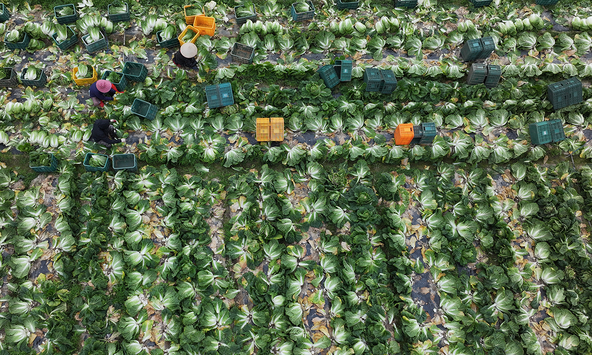 땅끝마을 농민의 땀… 정성 다해 절였습니다 [밀착취재]