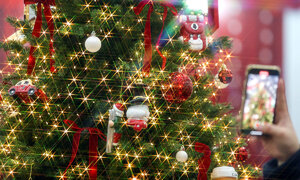 크리스마스 트리가 콧물·재채기·기침을 유발한다고?