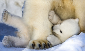 "DNA 변화시키며 채식에 적응"…온난화 맞서는 북극곰의 필사의 사투
