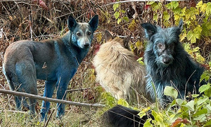‘파란색 개떼’가 나타났다! 희귀 털을 가진 개들의 충격 반전