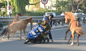 길 잃은 말이 도로 돌진…스쿠터 뒤엉켜 전복 사고
