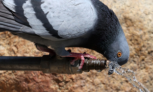 “비둘기 굶겨 죽이는 법”…동물단체, ‘먹이주기 금지법’ 헌법소원 [어떻게 생각하십니까]