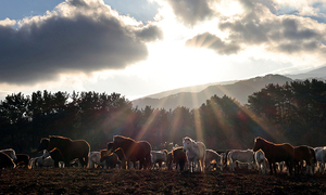 붉은 말의 해, 병오년이 밝았다… "뚜벅뚜벅 힘차게 한 해를 보내자."